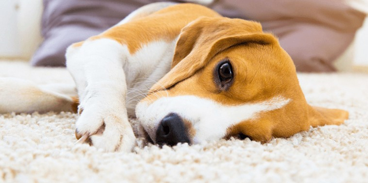 Pet-Proofing Your Carpets: A Comprehensive Cleaning Guide
