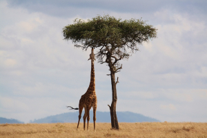 luxury safari in Kenya's