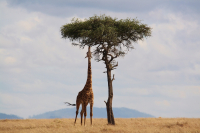 Honeymoon Bliss in Kenya's Maasai Mara