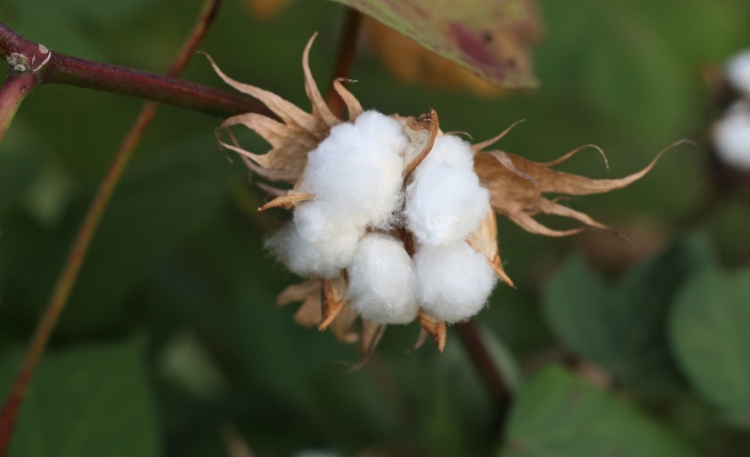 Kombinezony z bawełny organicznej - KOKOworld 